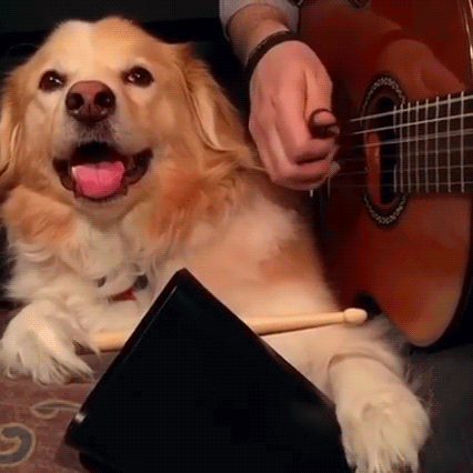 cute dogs GIF