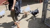 goats shaunies home court GIF by VH1
