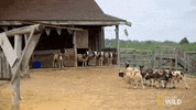 nat geo wild pet GIF by The Incredible Dr. Pol