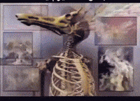 Iraqi Tea GIF