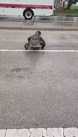 Giant Alligator With Missing Foot Crosses Road