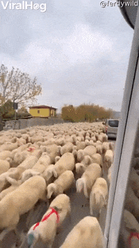 GIF by ViralHog