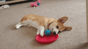 Dog Corgi GIF
