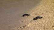 symphony for our world GIF by Nat Geo Wild 