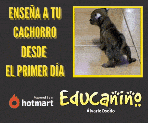asdafil giphyupload cachorros GIF