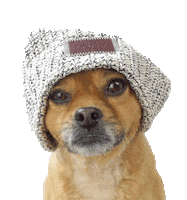 smooshy_mooshy dog winter dogs hat Sticker