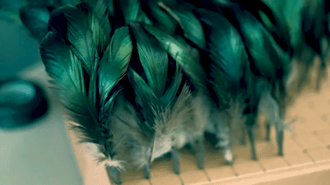 king kalakaua hawaii GIF