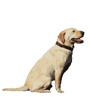 Dog Puppy Sticker by Amazon Freevee