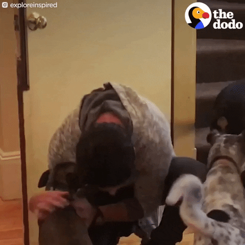 dog GIF by The Dodo
