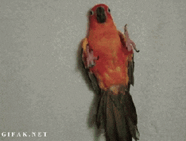 tucked GIF
