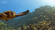 Climate Change Swimming GIF by PBS Digital Studios