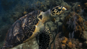 symphony for our world GIF by Nat Geo Wild 