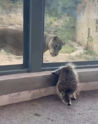 Curious Lion Intrigued by Porcupine at the Zoo