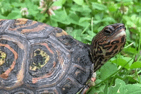 What You Want Turtle GIF by Kilo Sale Zeeland