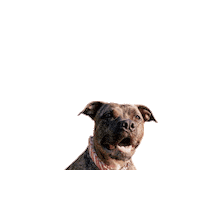 JSRanchDogDesigns bully pitbull gemma jsranch Sticker