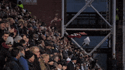 Football Hearts GIF by Heart of Midlothian