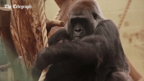baby animals zoo GIF by The Telegraph