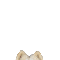 Ryder Samoyed Sticker