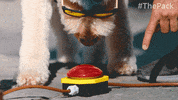 The Pack Dogs GIF by Amazon Prime Video