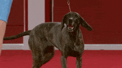 Happy Long Hair GIF by American Kennel Club