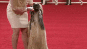 Happy Long Hair GIF by American Kennel Club