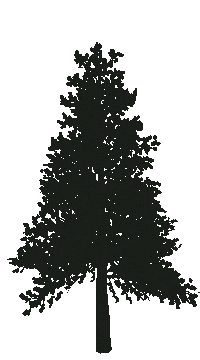 Tree Camping Sticker by Octal7