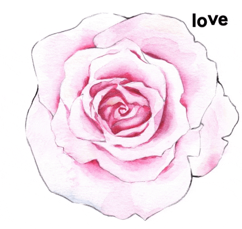 Love Rose GIF by loverosecosmetics
