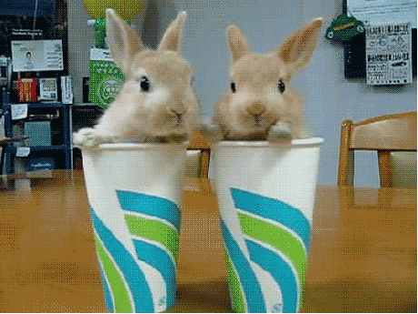 bunny GIF