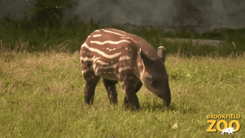 Baby Cute Animals GIF by Brookfield Zoo