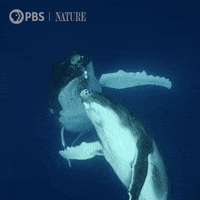 Humpback Whale Love GIF by Nature on PBS