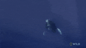 Humpback Whale GIF by Nat Geo Wild