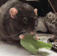 Pet Rat GIF