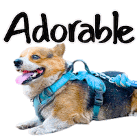 Corgi Milo Sticker