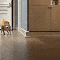 Escape Hide GIF