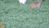 Rare Albino Whitetail Stag Sighted in South Illinois