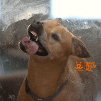 Mood Reaction GIF by Best Friends Animal Society