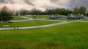 VisitLEX kentucky lexington visitlex horse country GIF
