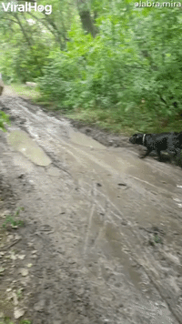 Small Tree Can't Save Slipping Man from Mud Puddle