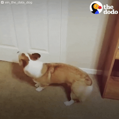 thedodo giphydvr cute dog corgi GIF