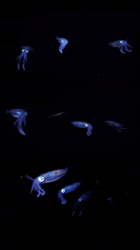 GIF by OctoNation® The Largest Octopus Fan Club!