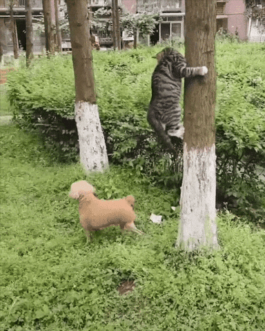 cuteanimalland giphyupload GIF