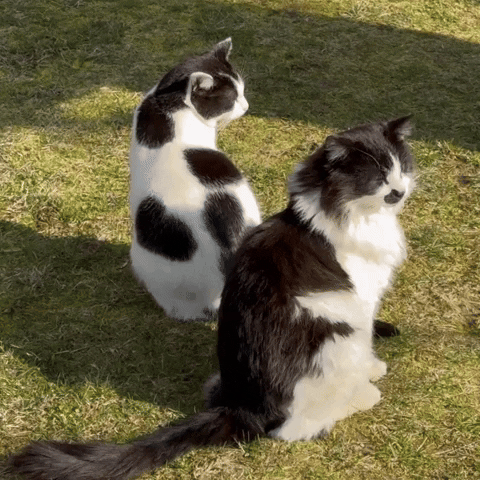 mrfluffyandfelicity cat cats funny cat felicity GIF