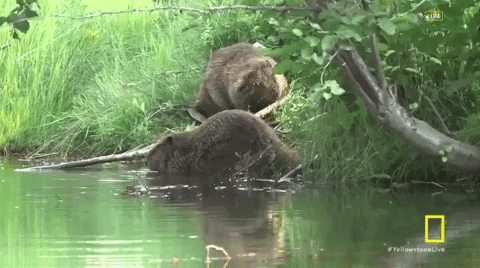 yellowstone beavers GIF by National Geographic Channel