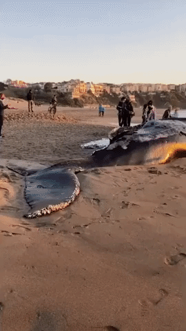 Whale Carcass Washes Up On Beach Near Golden Gate Bridge