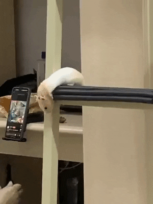 cuteanimalland giphyupload GIF