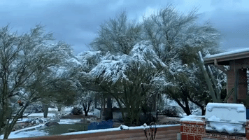 Snow Covers Treetops in Tucson Area