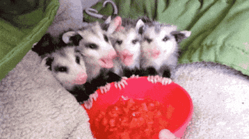 Watermelon Possum GIF