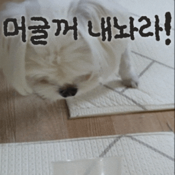 Puppy GIF
