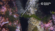 Hungry Water GIF by Monterey Bay Aquarium
