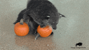 Baby Falling GIF by Brookfield Zoo